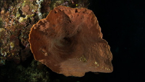 Sponge
Canon Powershot S100 
Fisheye Fix S100 Housing 
... by Irwin Ang 